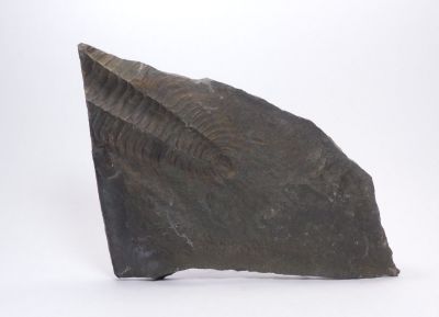 Trilobit Paradoxides Gracilis - Jince u Příbrami